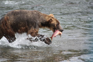 Alaska fly fishing lodge with brown bear viewing