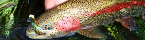 Alaska fly fishing lodge tropy trout 